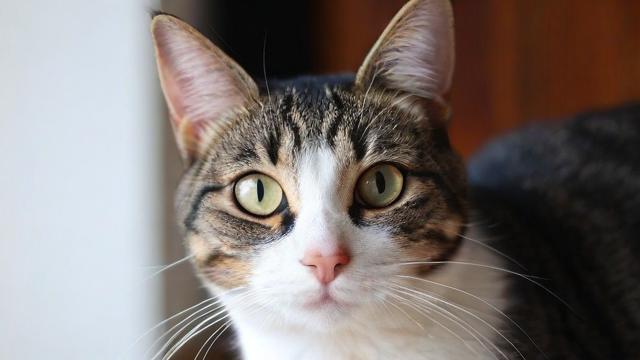宽带猫如何看?