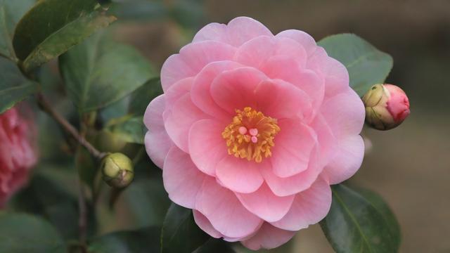 花卉千川怎么投?