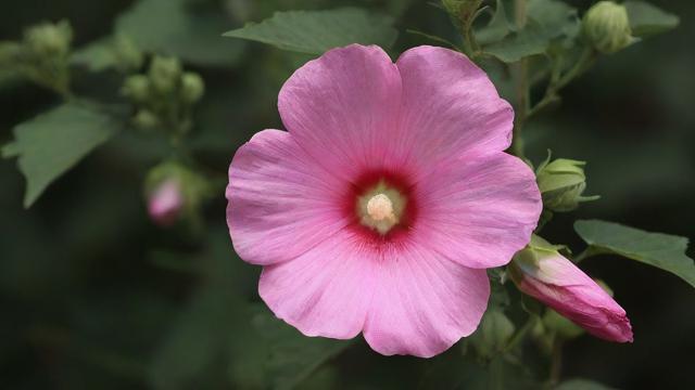 花卉千川怎么投?