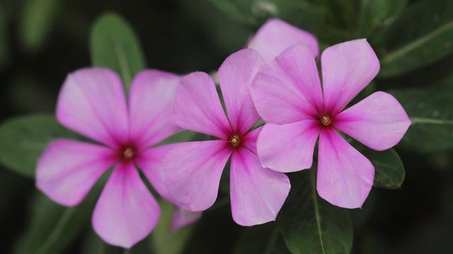 花卡哪个套餐合适?