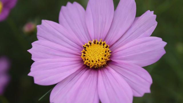 花卡哪个套餐合适?