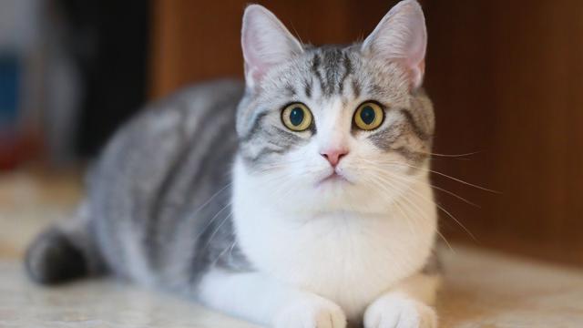 联通宽带猫如何?
