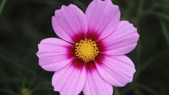 移动卡转套餐花卡怎么样？