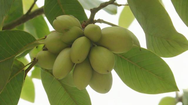 电信梧桐卡套餐怎么样?