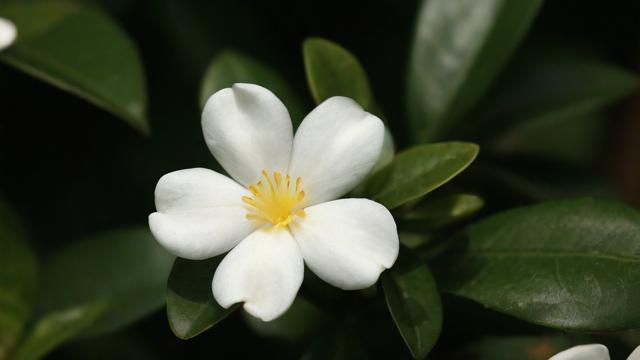 移动白花卡套餐怎么样啊?