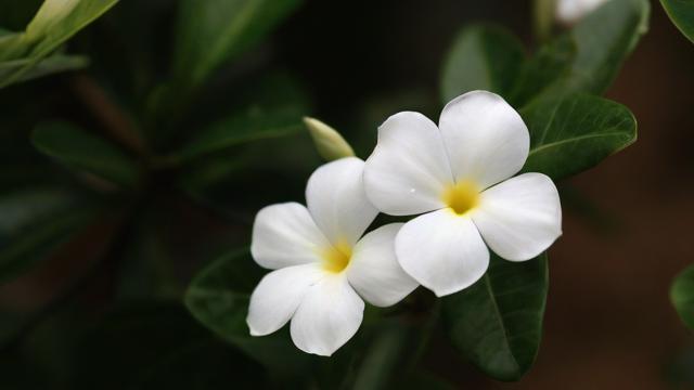 移动白花卡套餐怎么样啊?