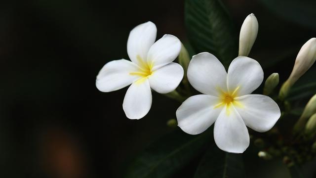 移动白花卡套餐怎么样啊？