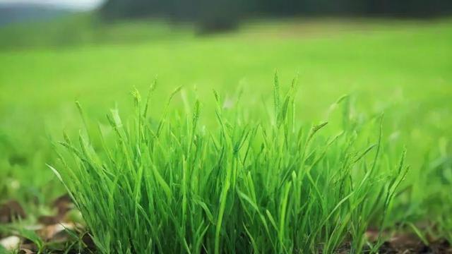 千川种草怎么投?