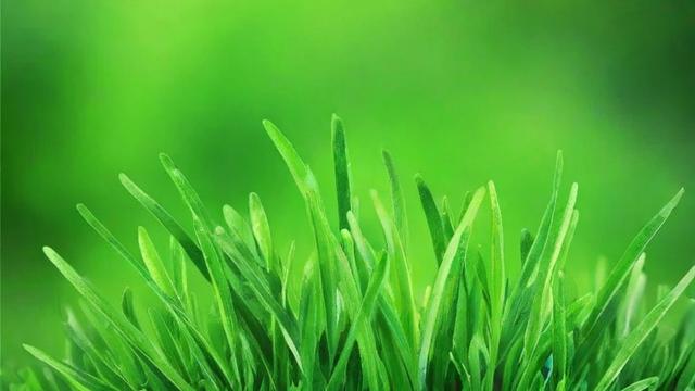 千川种草怎么投？