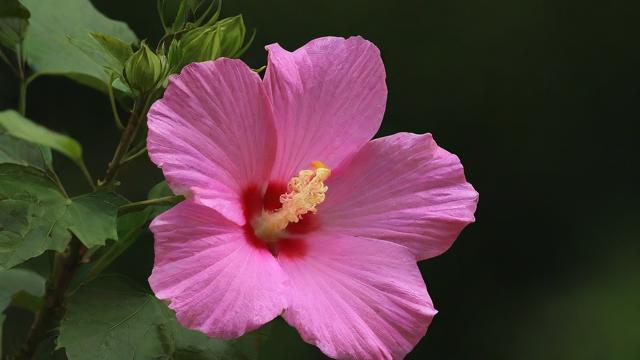 移动芙蓉卡套餐怎么样啊？