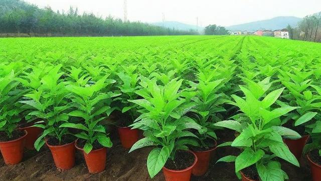 苗木怎么投千川?