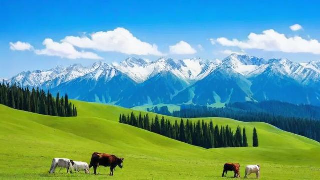 新疆哪个套餐流量卡好？
