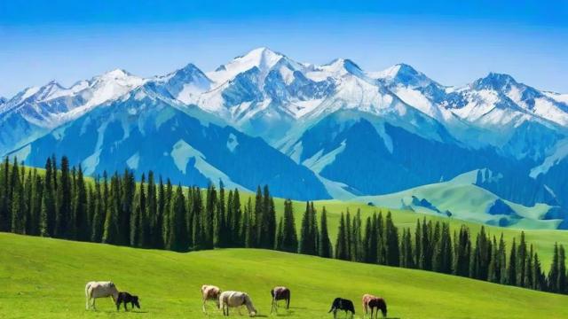 新疆哪个套餐流量卡好？