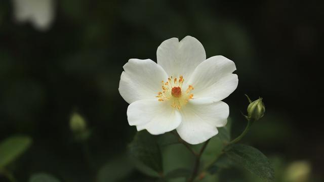 移动花卡换套餐怎么样的？