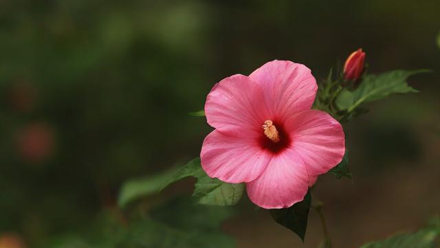 移动花卡换套餐怎么样的？