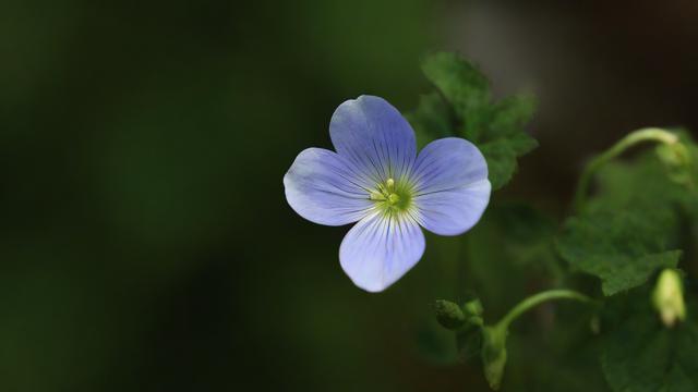 移动花心卡套餐怎么样啊？