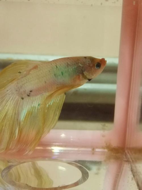 手机看斗鱼多少流量?
