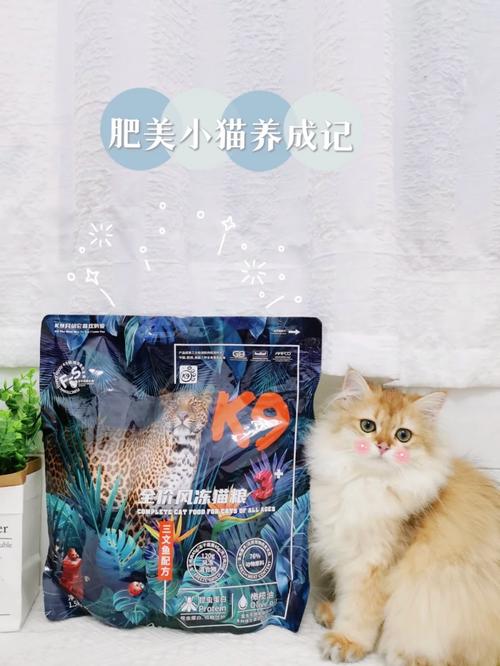千川猫粮怎么投?