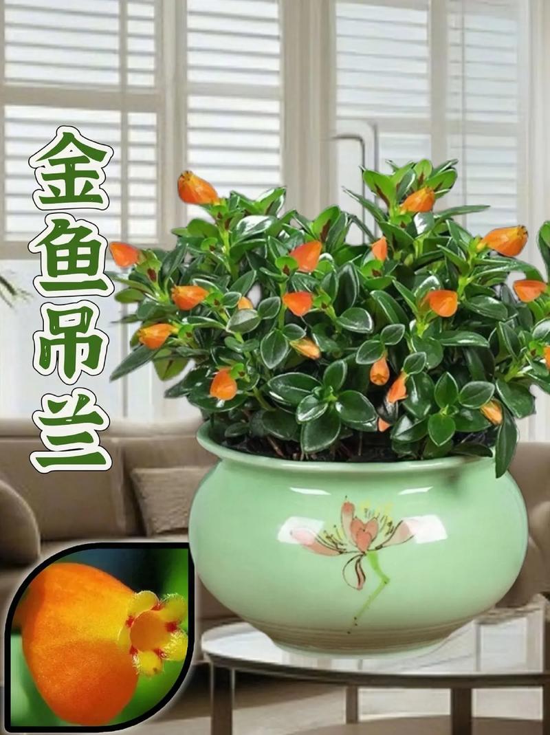 花盆可养鱼如何安装宽带?