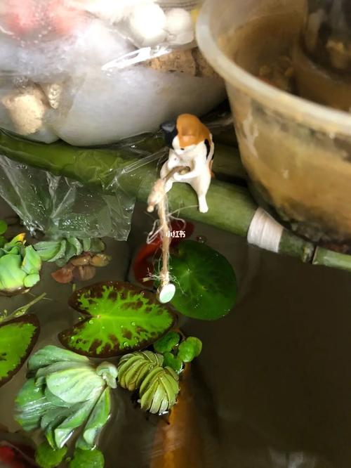 花盆可养鱼如何安装宽带?