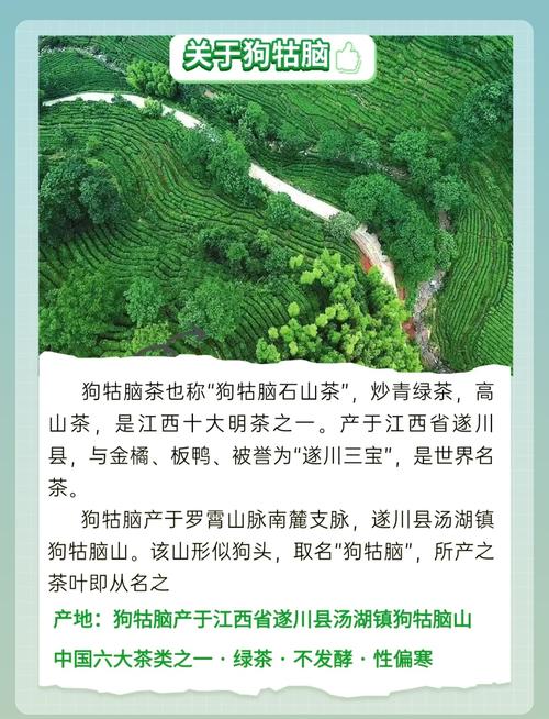 千川怎么投养生茶？