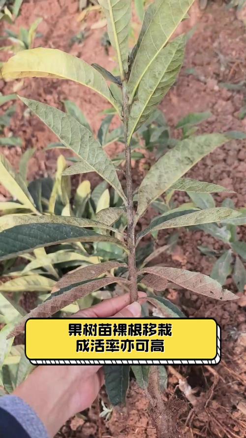 果树苗千川怎么投?