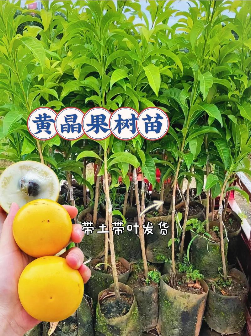 果树苗千川怎么投?