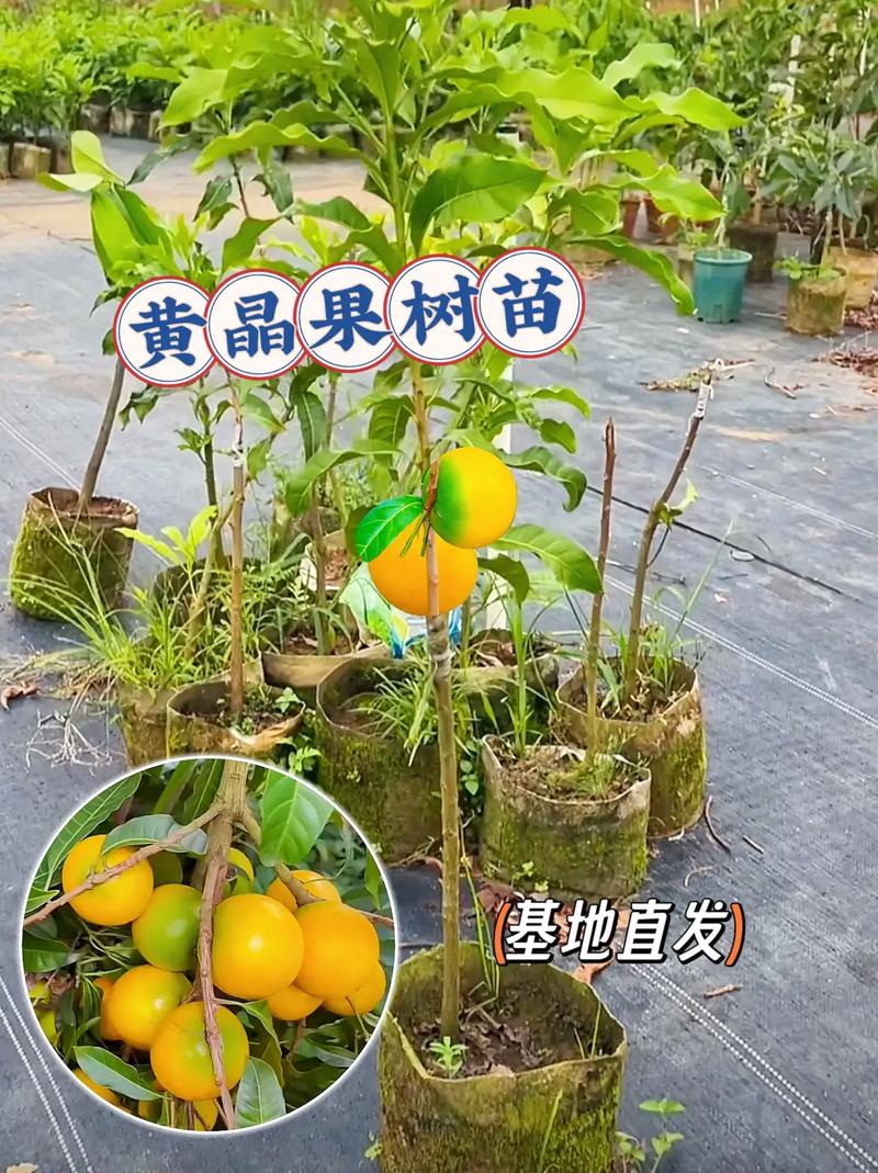 果树苗千川怎么投?