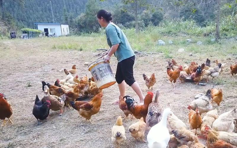 卖土鸡千川怎么投?