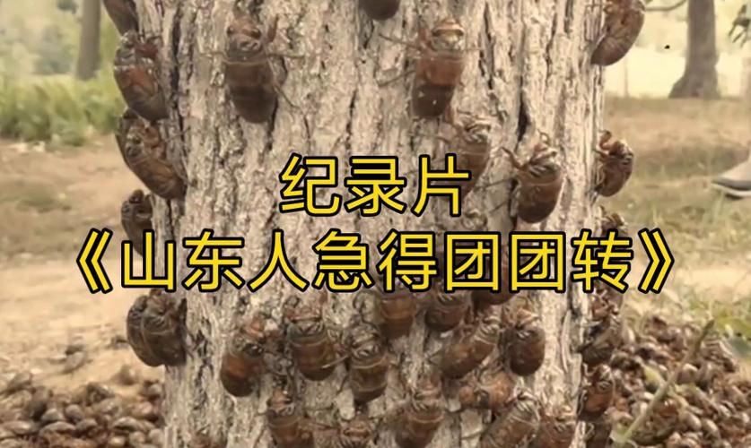 上海蝉鸣成灾，引发山东民众关注与焦虑