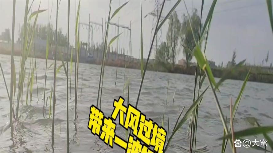 台风竹节草致鱼群冲上马路