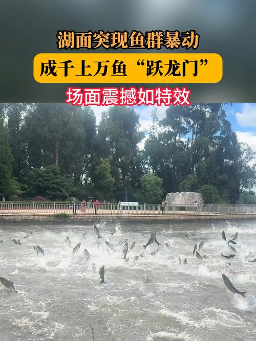 台风“竹节草”过境 鱼群被冲上马路