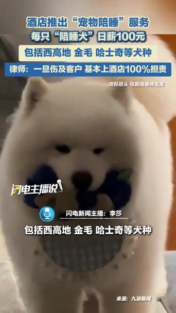 酒店推出宠物陪睡服务，狗狗日薪百元