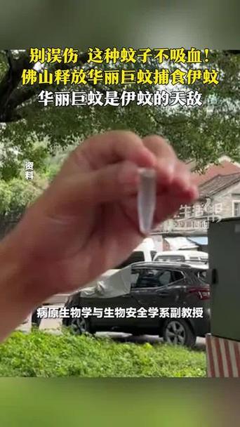 什么是华丽巨蚊