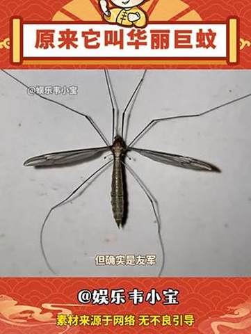 什么是华丽巨蚊