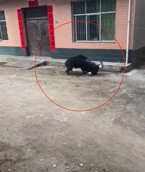 深圳大梅沙惊现野猪 一女子被撞