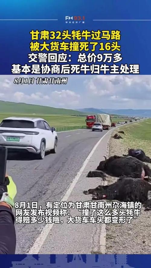 32头牦牛被货车撞上 交警:死了16头