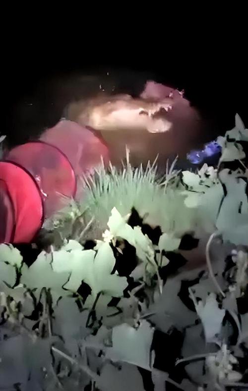 汉江现巨型怪物?夜钓者拍下惊悚一幕