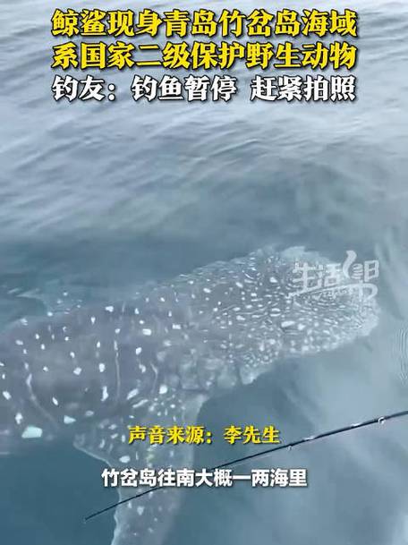 青岛海域钓友发现鲸鲨身影