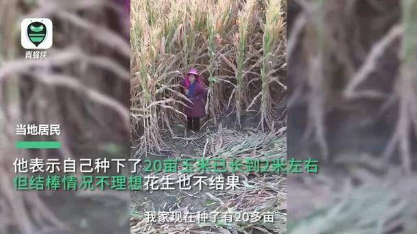 河南局地遇旱 土地干到铁锹挖不动
