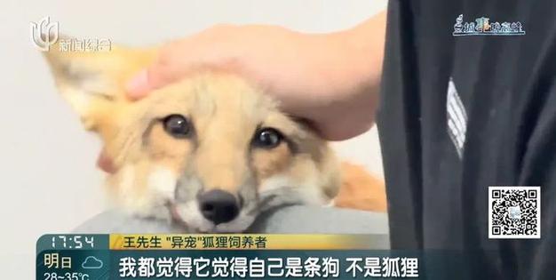 上海一小区有人遛北美赤狐