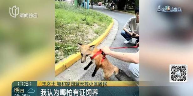 上海一小区有人遛北美赤狐