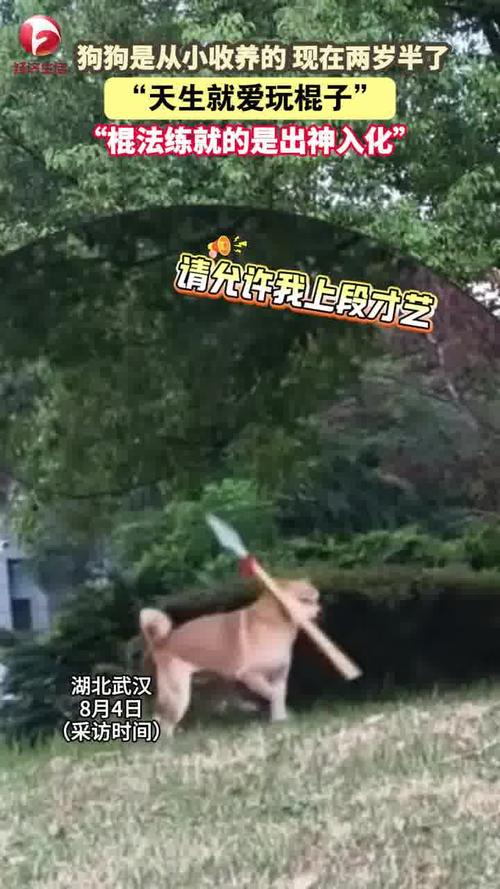 两岁半小狗施展神奇棍法，天赋异禀展现惊人技艺