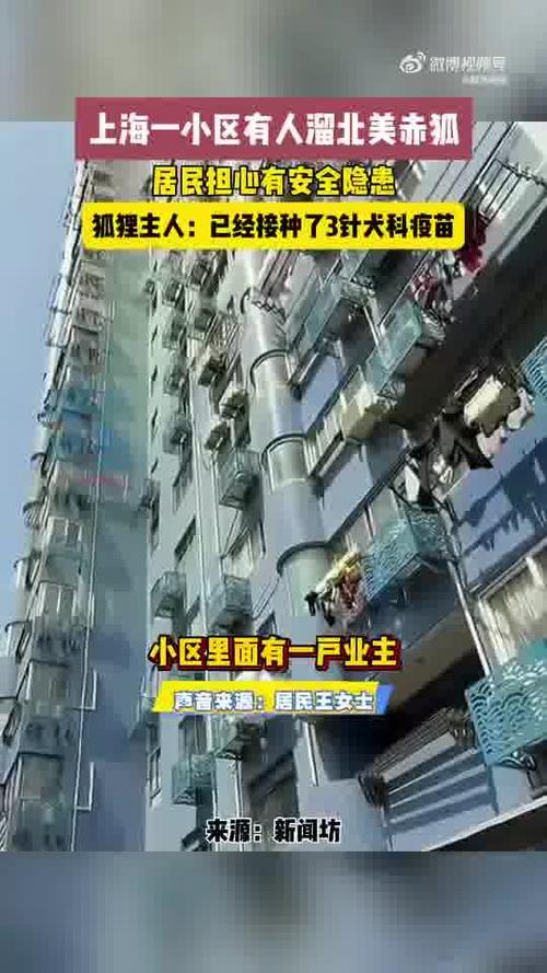上海小区发现罕见北美赤狐散步遛弯