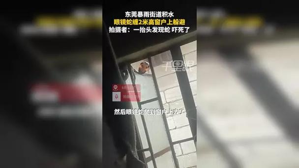 暴雨引发街道洪水，眼镜蛇现身窗户惊现街头