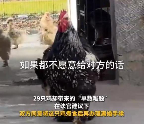 村民因29只鸡引发离婚风波，法庭成家禽争夺战场