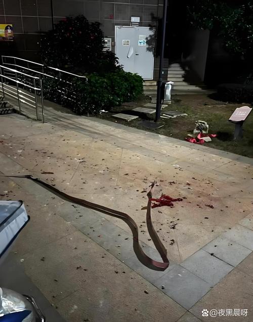 暴雨致街道被淹 眼镜蛇缠在窗户上