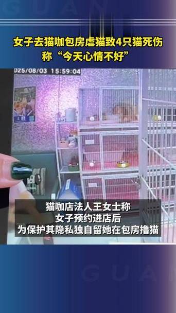 女子去猫咖包房虐猫致4只猫死伤
