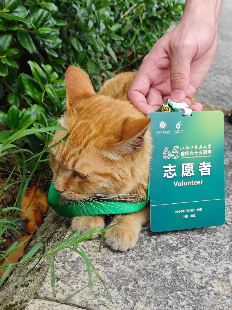 大学志愿选择，专业撸猫之旅