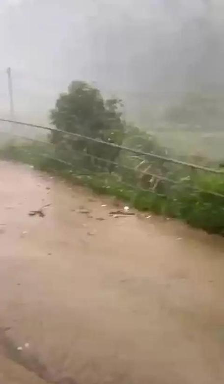 广东暴雨连日，蟑螂集体迁移现象引发关注